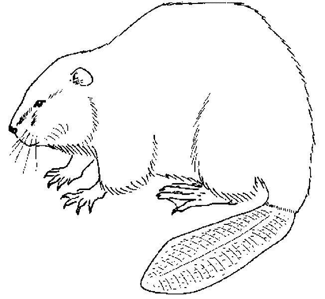 Coloring page: Beaver (Animals) #1586 - Free Printable Coloring Pages