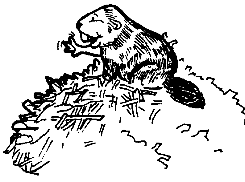 Coloring page: Beaver (Animals) #1590 - Free Printable Coloring Pages