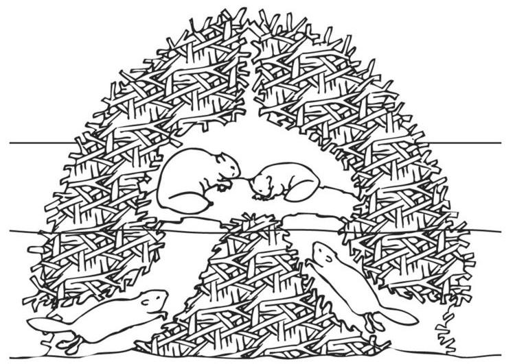 Coloring page: Beaver (Animals) #1636 - Printable coloring pages