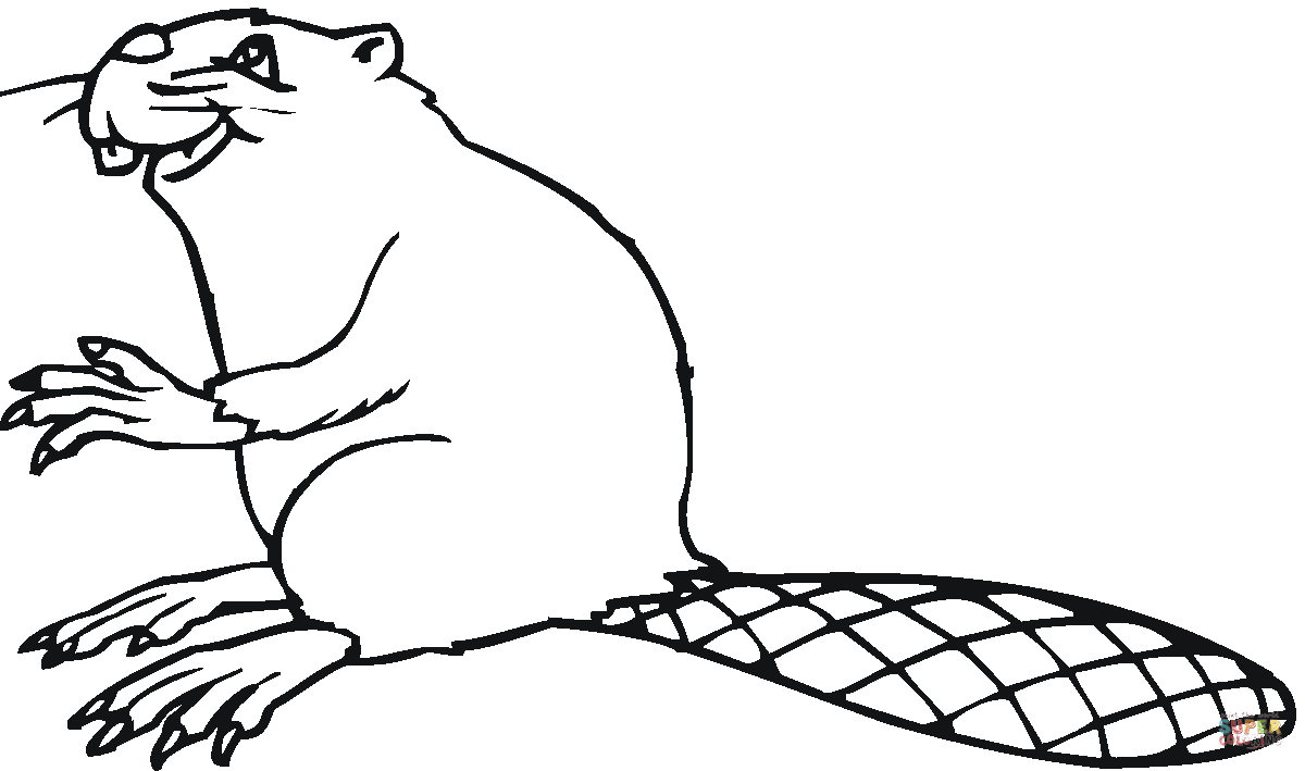 Coloring page: Beaver (Animals) #1638 - Free Printable Coloring Pages