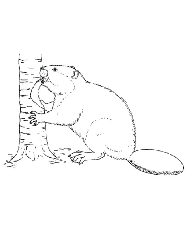 Free printable Beaver coloring page #207218 from Animals collection