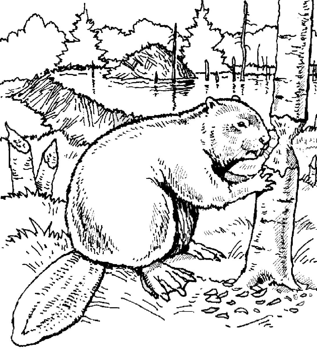 Free printable Beaver coloring page #207222 from Animals collection