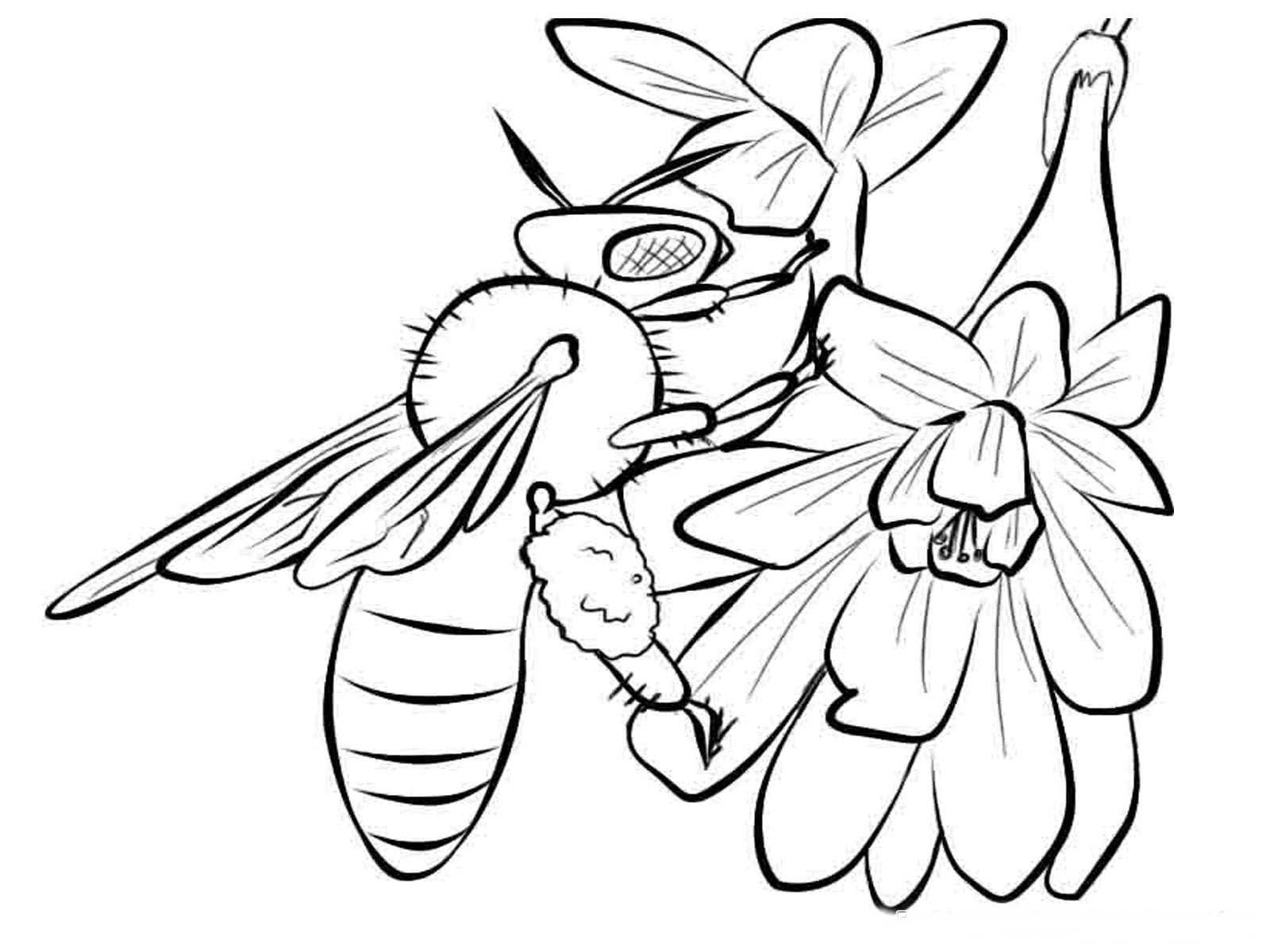 Coloring page: Bee (Animals) #138 - Free Printable Coloring Pages