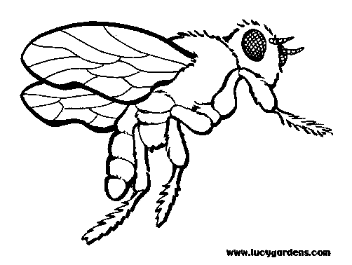 Coloring page: Bee (Animals) #161 - Printable coloring pages