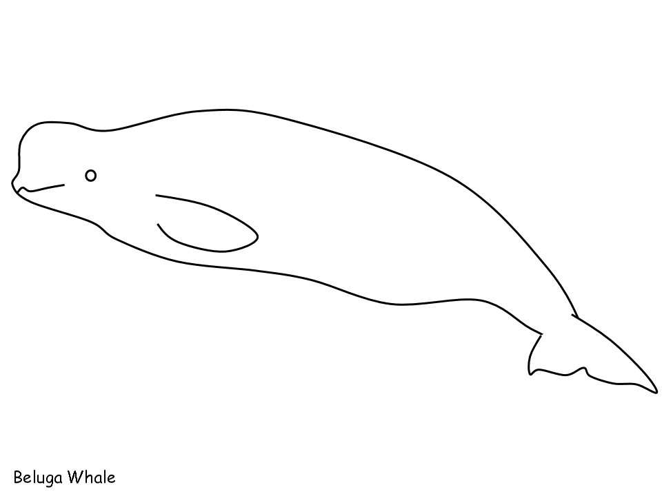 Coloring page: Beluga (Animals) #1067 - Printable coloring pages