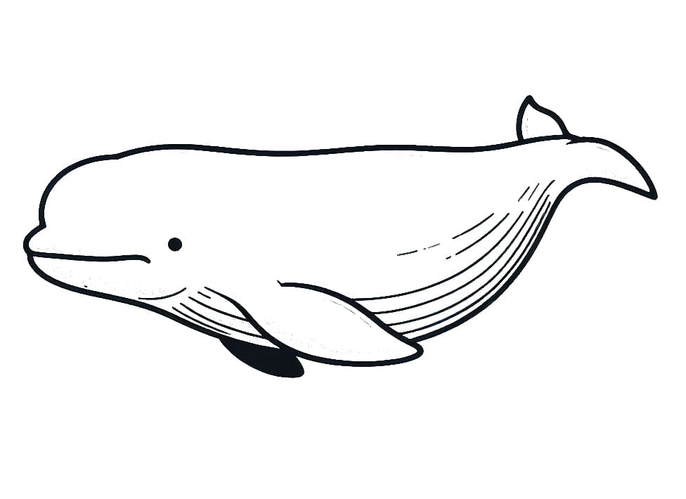 Free printable Beluga coloring page #210350 from Animals collection