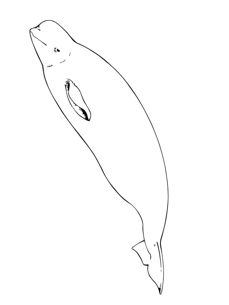 Free printable Beluga coloring page #210352 from Animals collection