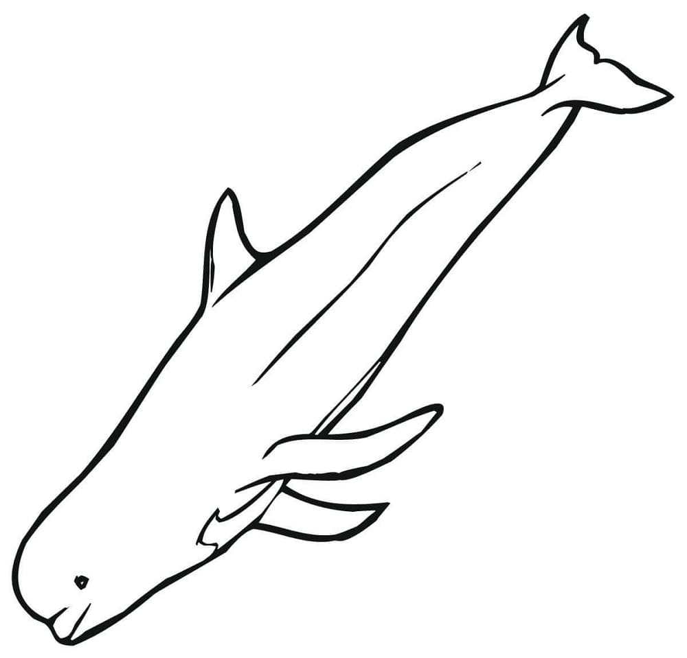 Free printable Beluga coloring page #210354 from Animals collection Free printable Beluga coloring page #210354 from Animals collection
