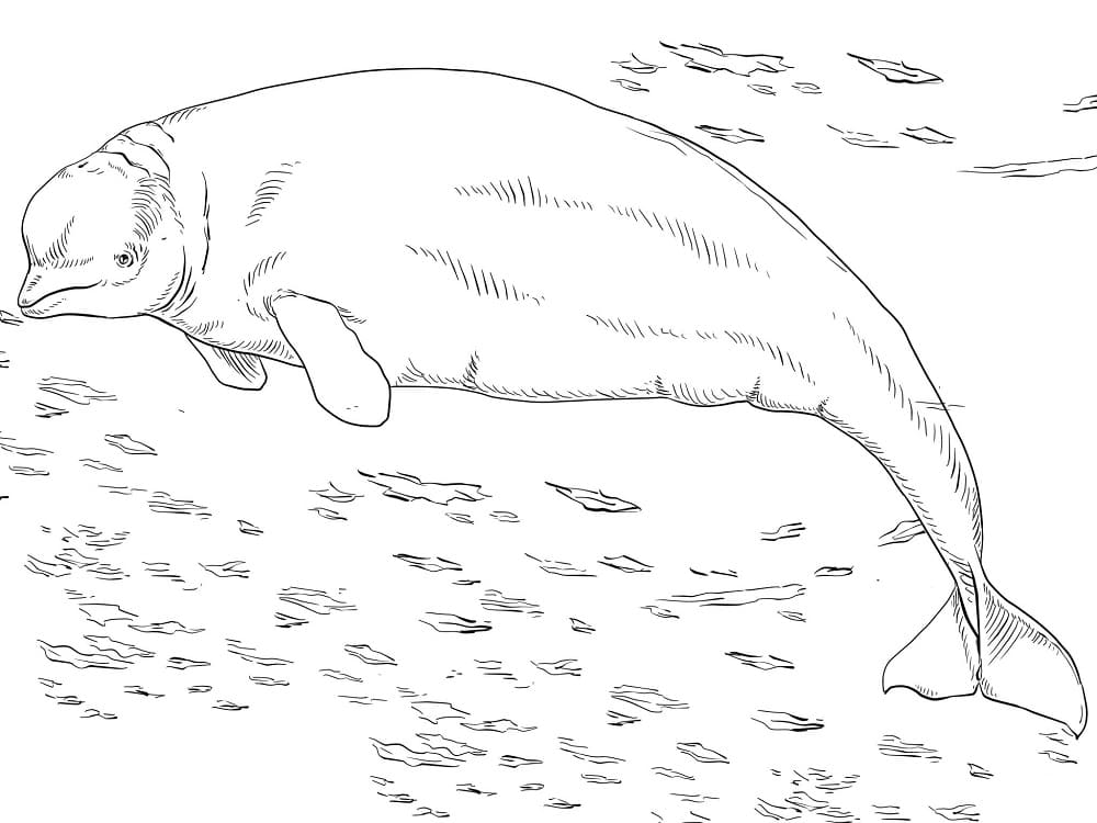 Free printable Beluga coloring page #210355 from Animals collection