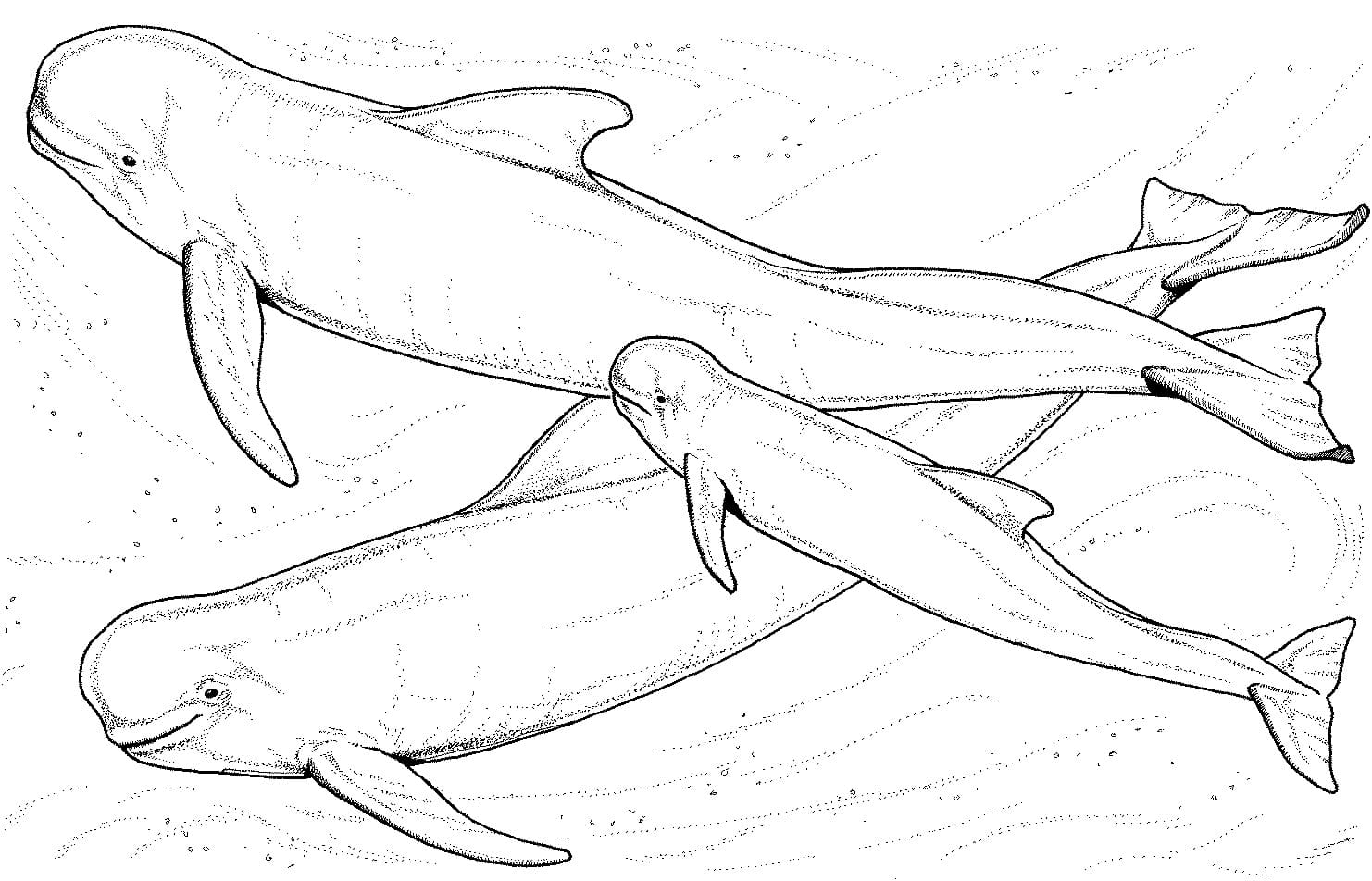 Free printable Beluga coloring page #210357 from Animals collection