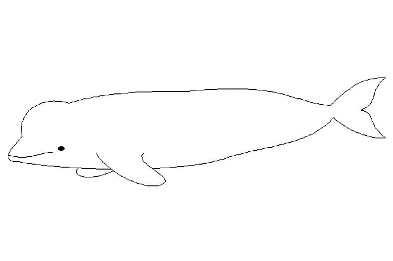 Free printable Beluga coloring page #210358 from Animals collection