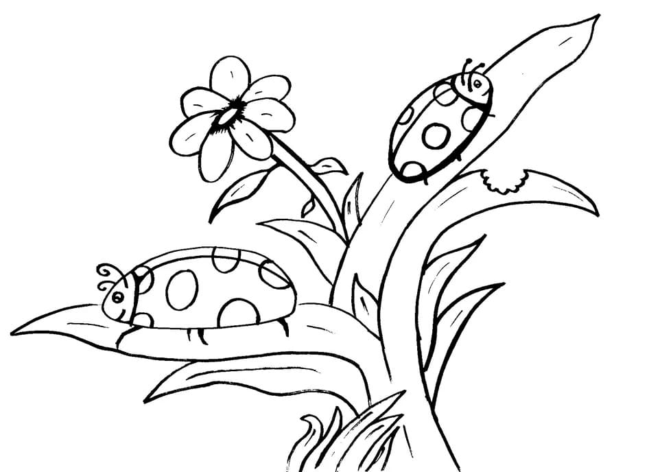 Free printable Bettle coloring page #177682 from Animals collection