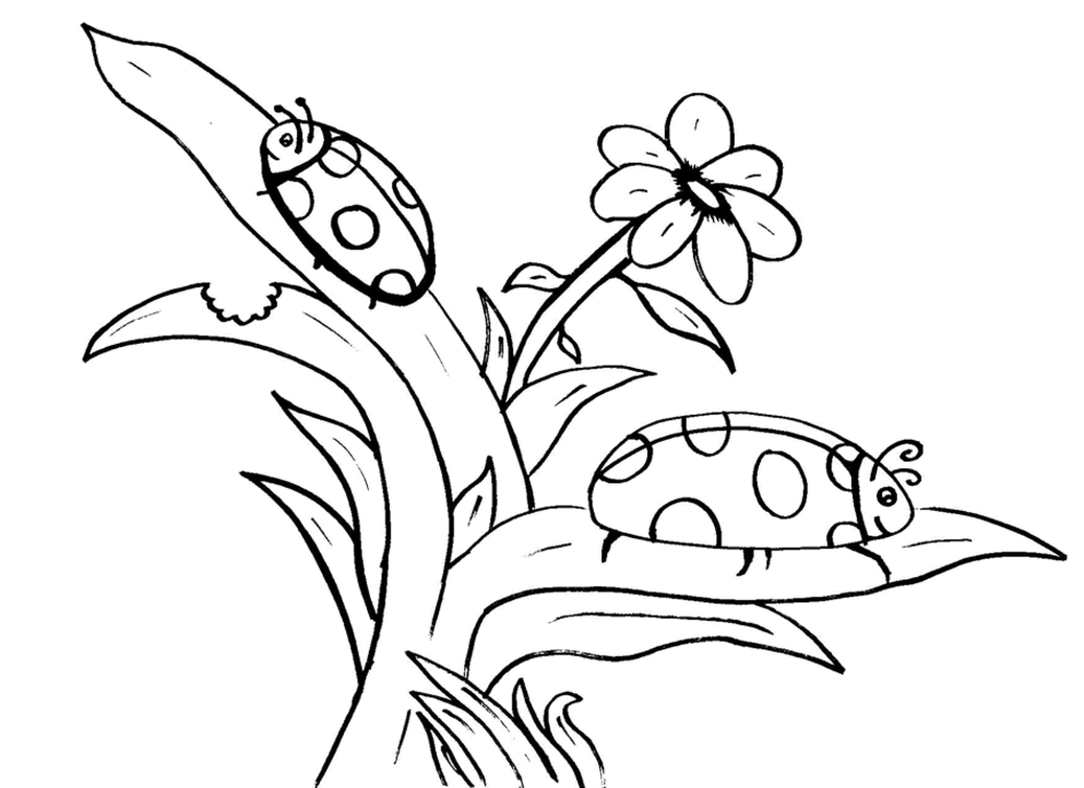 Coloring page: Bettle (Animals) #3408 - Free Printable Coloring Pages