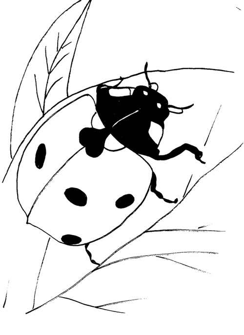 Coloring page: Bettle (Animals) #3432 - Printable coloring pages