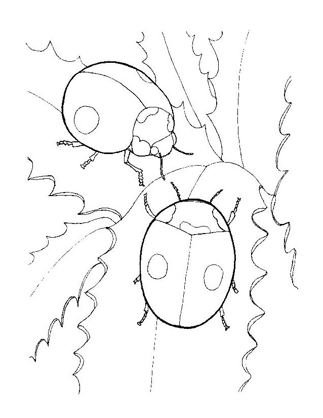 Coloring page: Bettle (Animals) #3437 - Printable coloring pages
