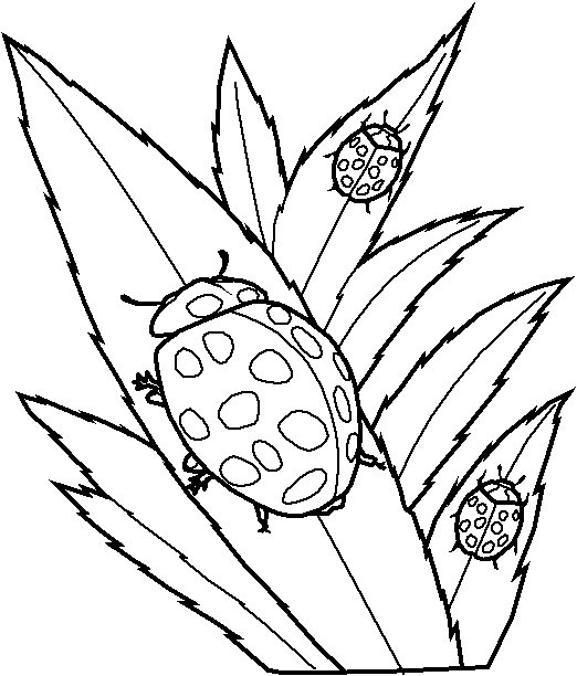 Coloring page: Bettle (Animals) #3477 - Free Printable Coloring Pages