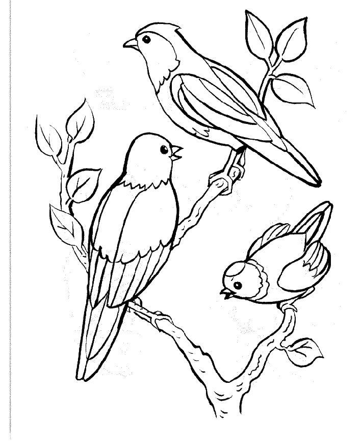 Coloring page: Birds (Animals) #11841 - Free Printable Coloring Pages