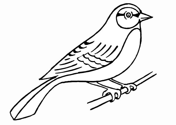Coloring page: Birds (Animals) #11861 - Printable coloring pages
