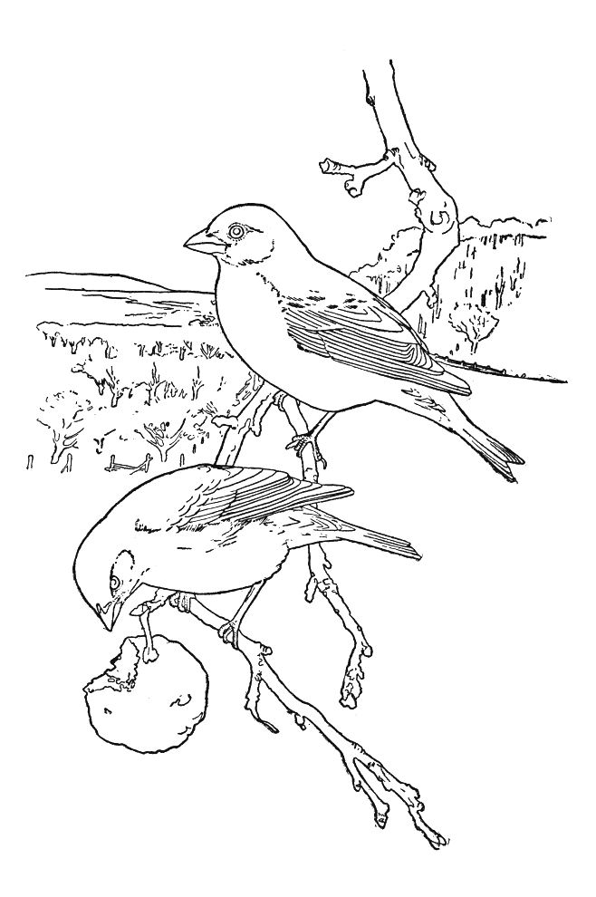 Coloring page: Birds (Animals) #11872 - Free Printable Coloring Pages
