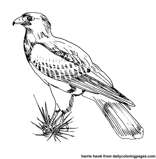 Coloring page: Birds (Animals) #11873 - Free Printable Coloring Pages
