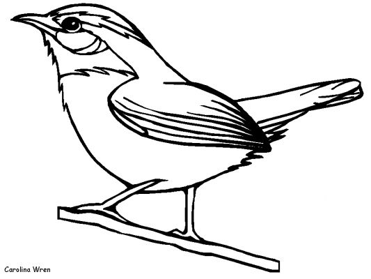 Coloring page: Birds (Animals) #11882 - Free Printable Coloring Pages