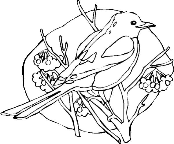 Coloring page: Birds (Animals) #11888 - Free Printable Coloring Pages