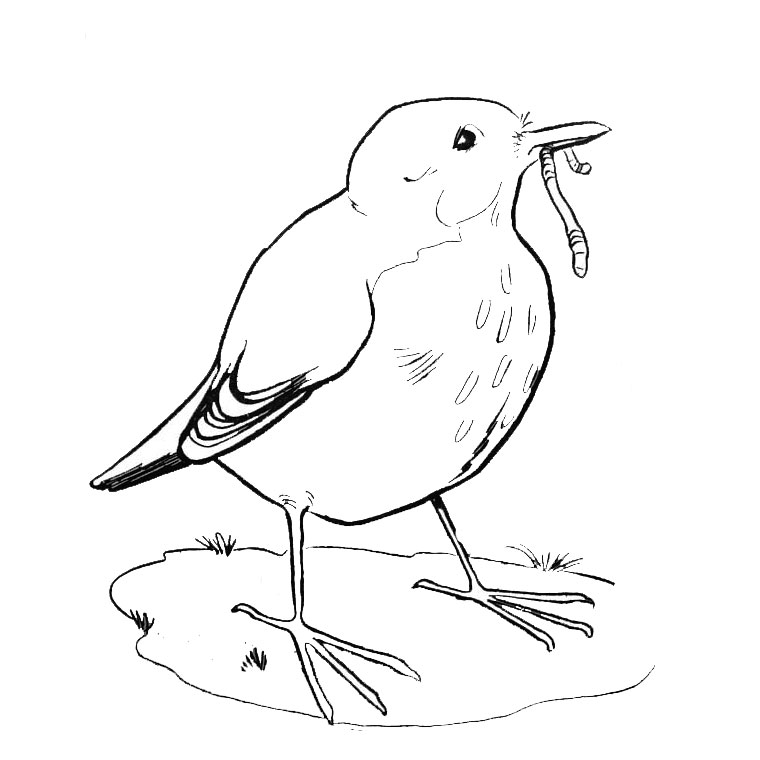 Coloring page: Birds (Animals) #11896 - Printable coloring pages