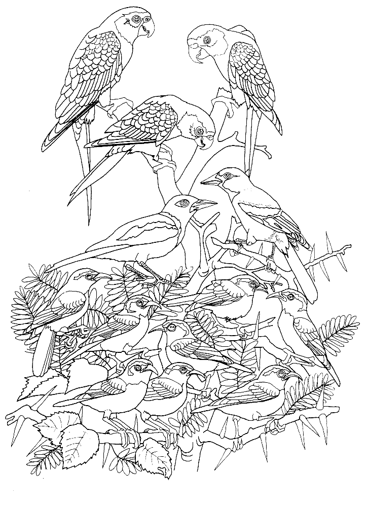 Coloring page: Birds (Animals) #11899 - Free Printable Coloring Pages