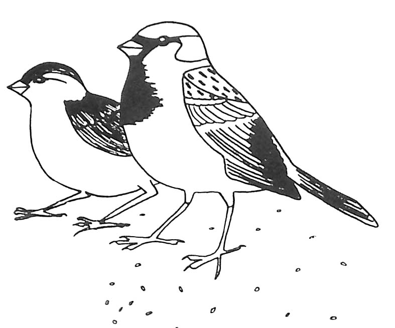 Coloring page: Birds (Animals) #11903 - Free Printable Coloring Pages