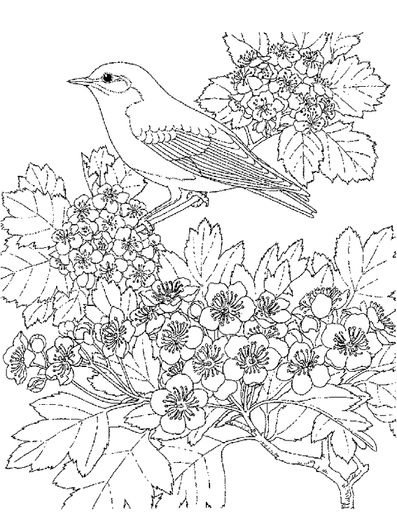 Coloring page: Birds (Animals) #11916 - Free Printable Coloring Pages