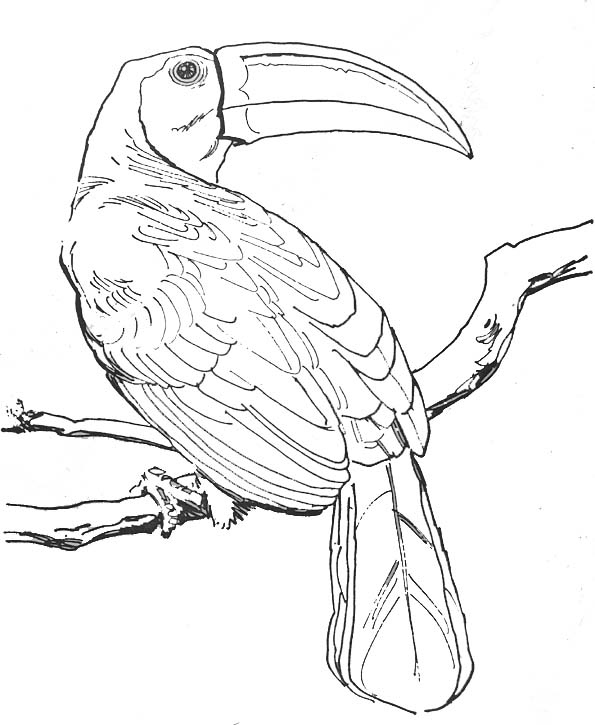 Coloring page: Birds (Animals) #11919 - Free Printable Coloring Pages