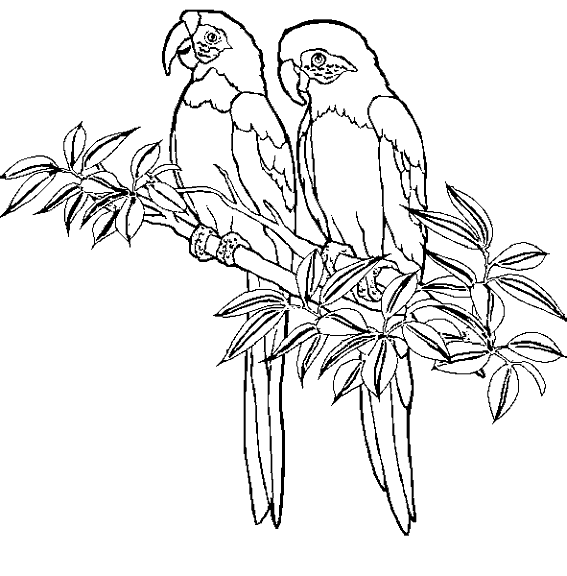 Coloring page: Birds (Animals) #11927 - Printable coloring pages