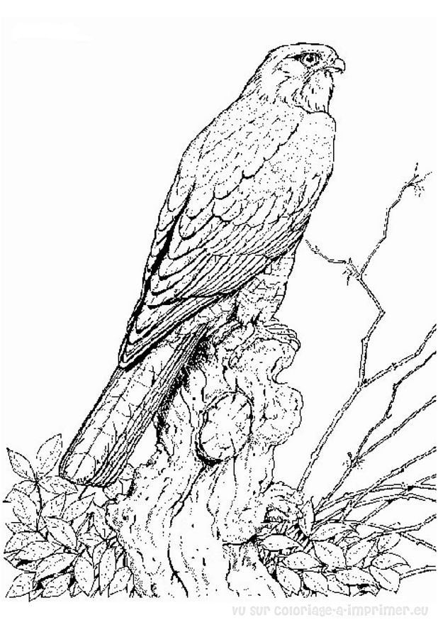 Coloring page: Birds (Animals) #11935 - Printable coloring pages