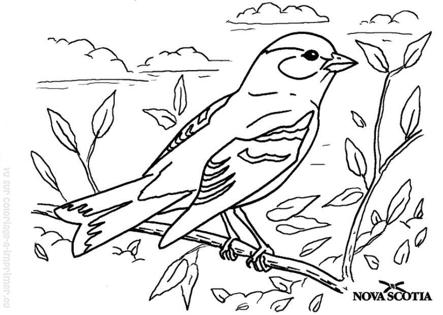 Coloring page: Birds (Animals) #11936 - Free Printable Coloring Pages
