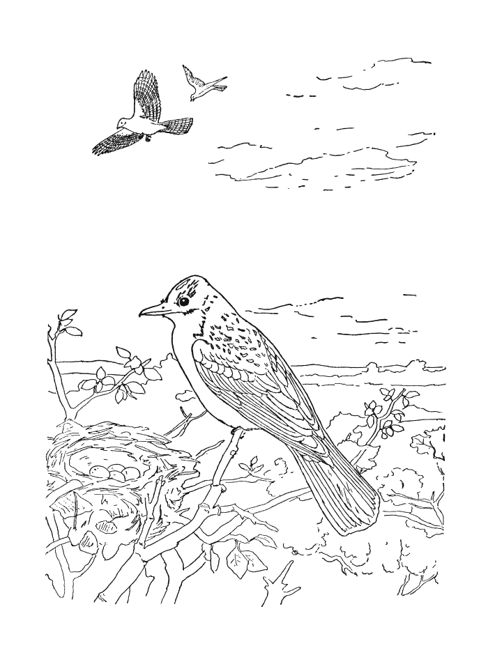 Coloring page: Birds (Animals) #11938 - Free Printable Coloring Pages