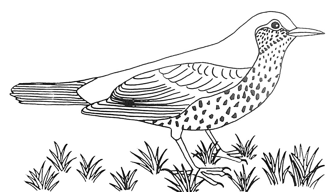 Coloring page: Birds (Animals) #11973 - Free Printable Coloring Pages