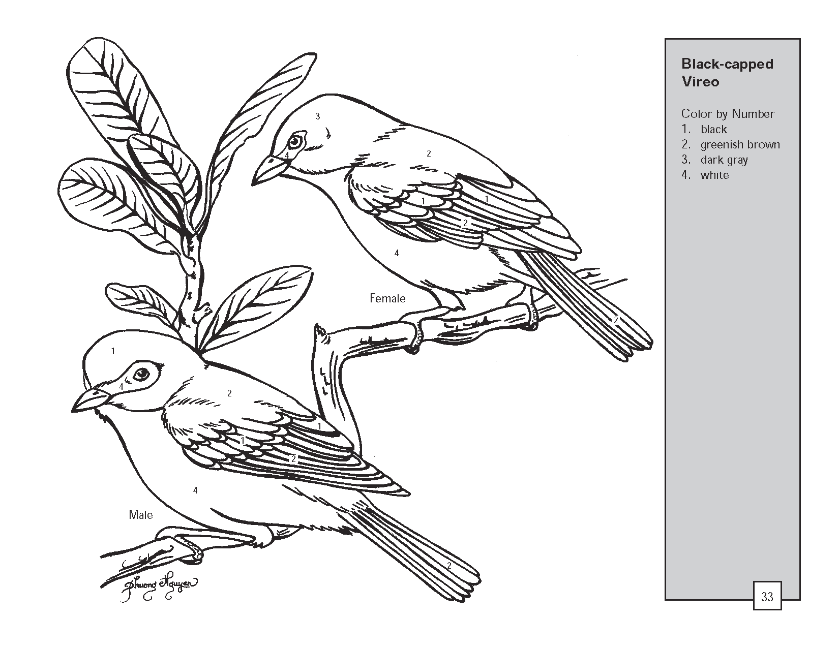Drawing Birds #11981 (Animals) – Printable coloring pages