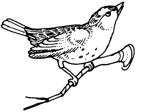 Coloring page: Birds (Animals) #11996 - Free Printable Coloring Pages