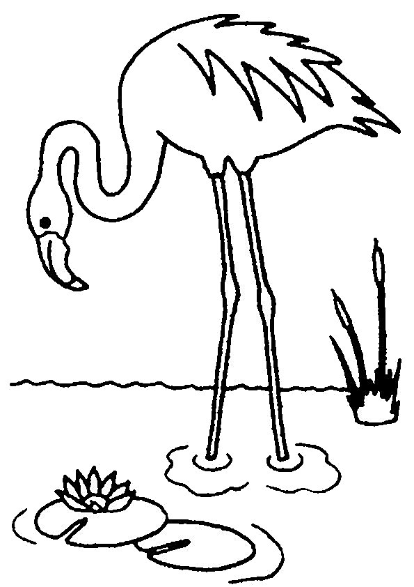 Coloring page: Birds (Animals) #12015 - Free Printable Coloring Pages