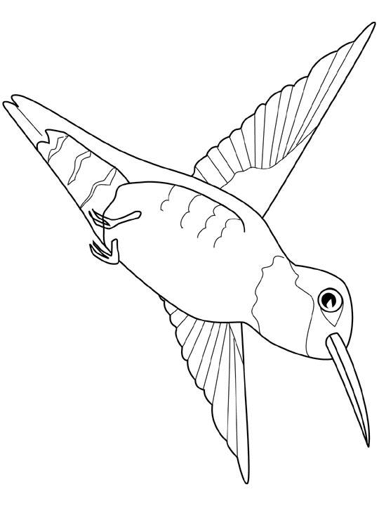 Coloring page: Birds (Animals) #12018 - Free Printable Coloring Pages