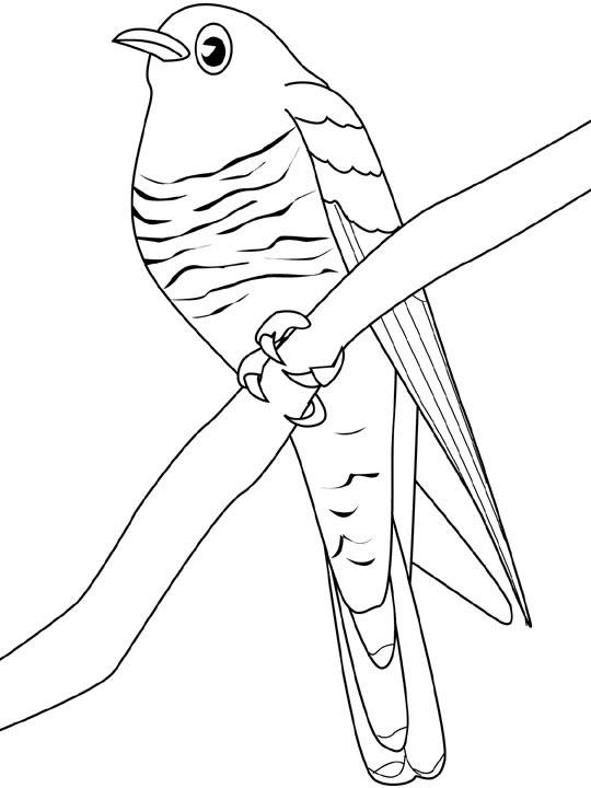 Coloring page: Birds (Animals) #12041 - Free Printable Coloring Pages