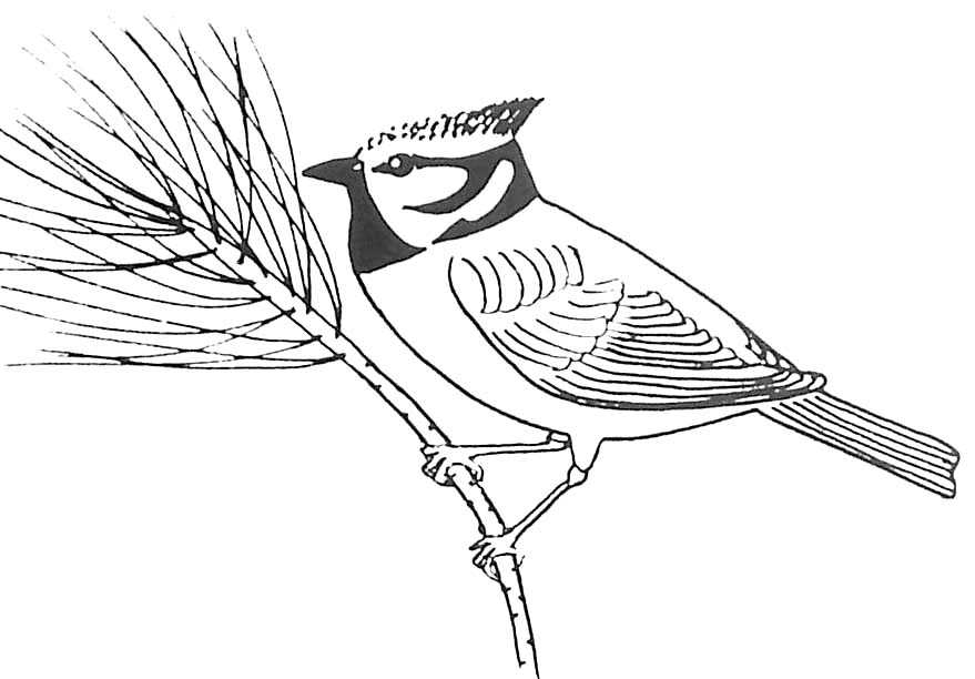 Coloring page: Birds (Animals) #12048 - Free Printable Coloring Pages