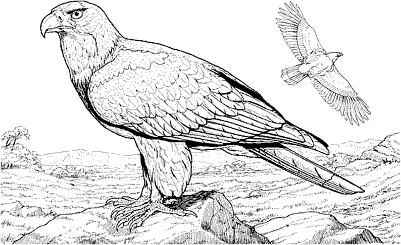 Coloring page: Birds (Animals) #12051 - Printable coloring pages