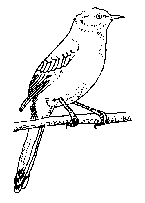 Coloring page: Birds (Animals) #12060 - Free Printable Coloring Pages