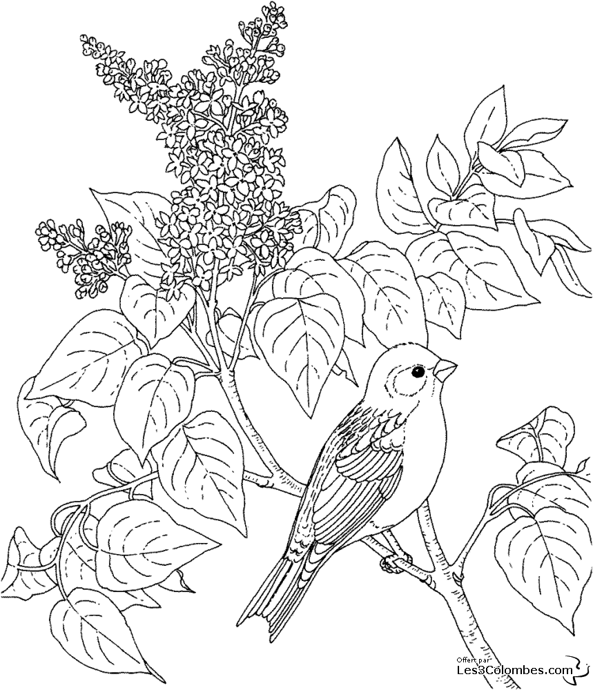 Coloring page: Birds (Animals) #12066 - Free Printable Coloring Pages