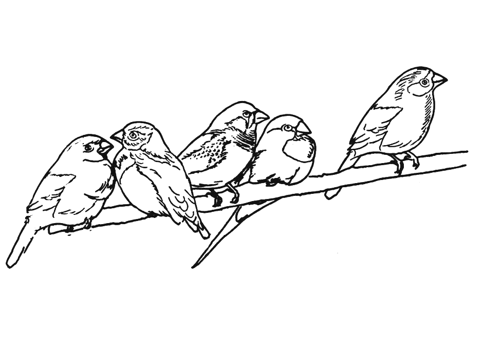 Coloring page: Birds (Animals) #12076 - Free Printable Coloring Pages