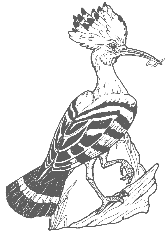 Coloring page: Birds (Animals) #12087 - Free Printable Coloring Pages