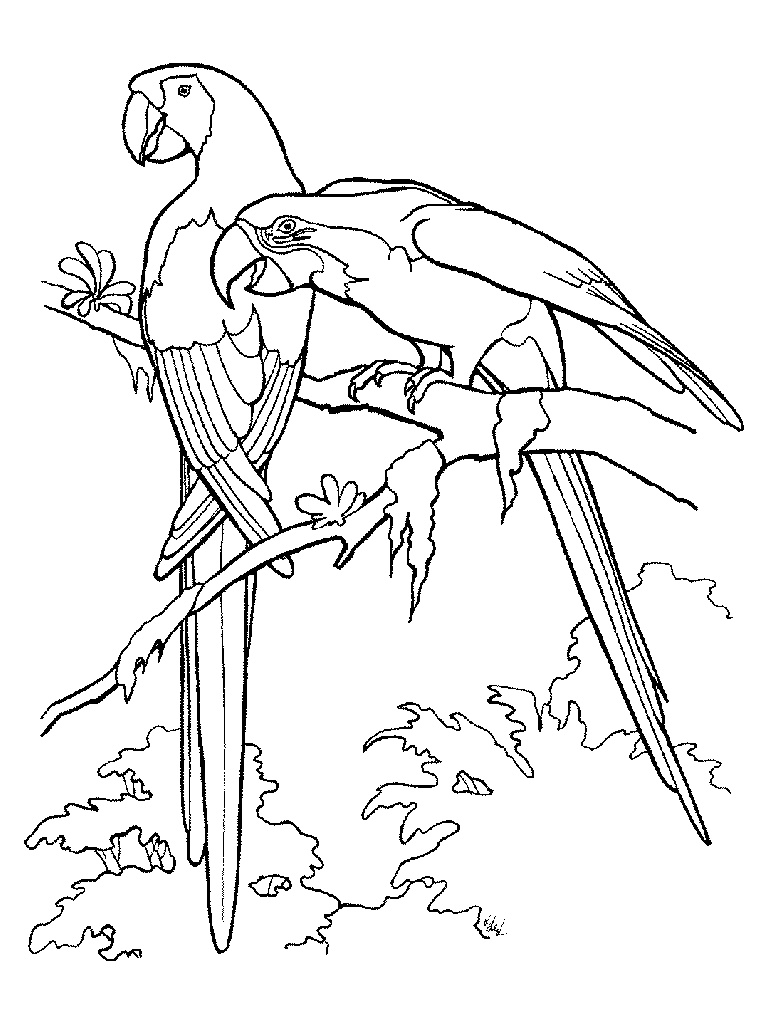 Coloring page: Birds (Animals) #12104 - Free Printable Coloring Pages