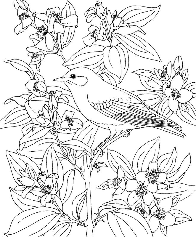 Coloring page: Birds (Animals) #12108 - Printable coloring pages