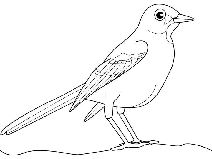 Coloring page: Birds (Animals) #12131 - Free Printable Coloring Pages